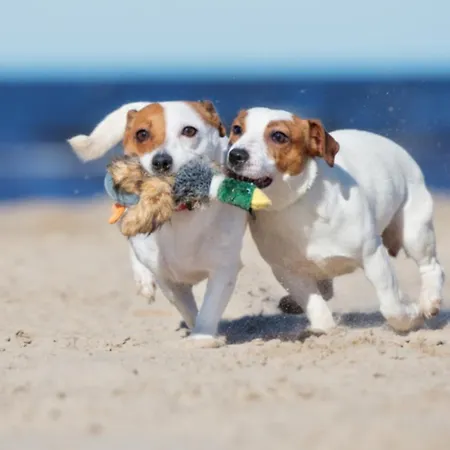 Plato By Hofstad Studio's