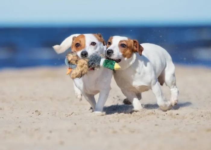 Plato By Hofstad Studio's